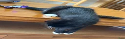 Mixed Breed cats for sale: Luna - 5 months old female in Newton Abbot - Advert 4