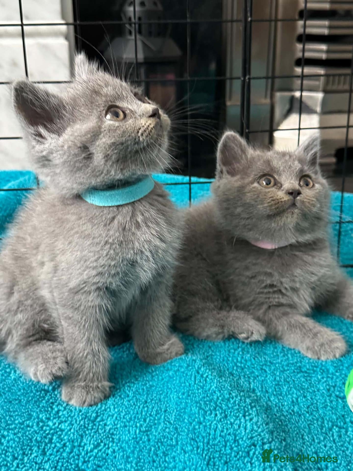 British Shorthair cats Beautiful British Shorthair 1 Boy and 1 Girl - Advert 1