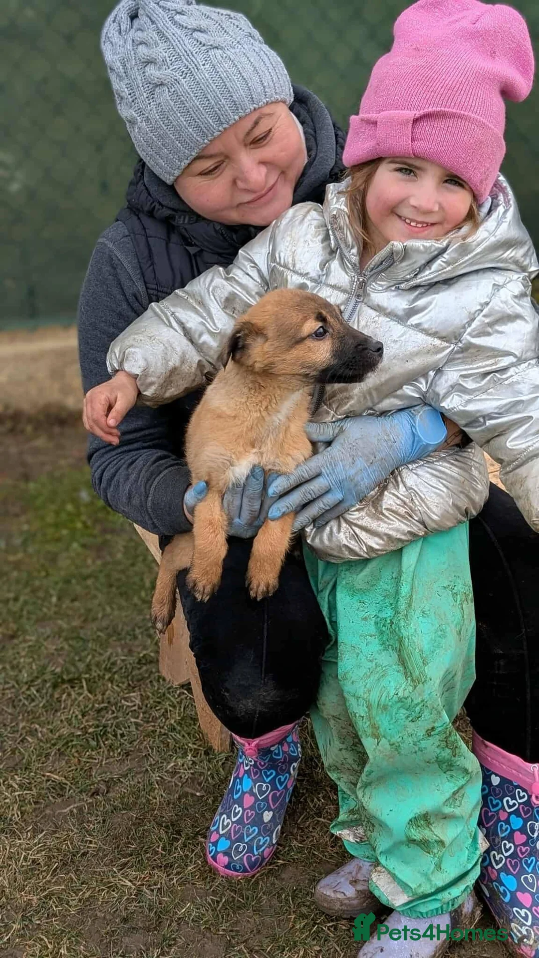 Mixed Breed dogs for adoption: Cranberry for adoption in London - Advert 9