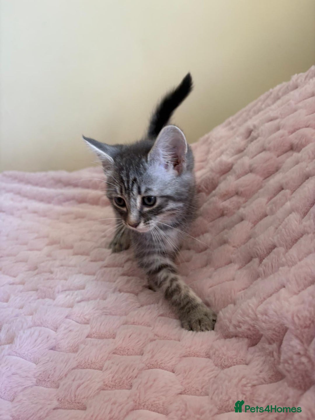 Maine Coon cats for sale: Ragdoll cross Maine Coon kitten - Image 4