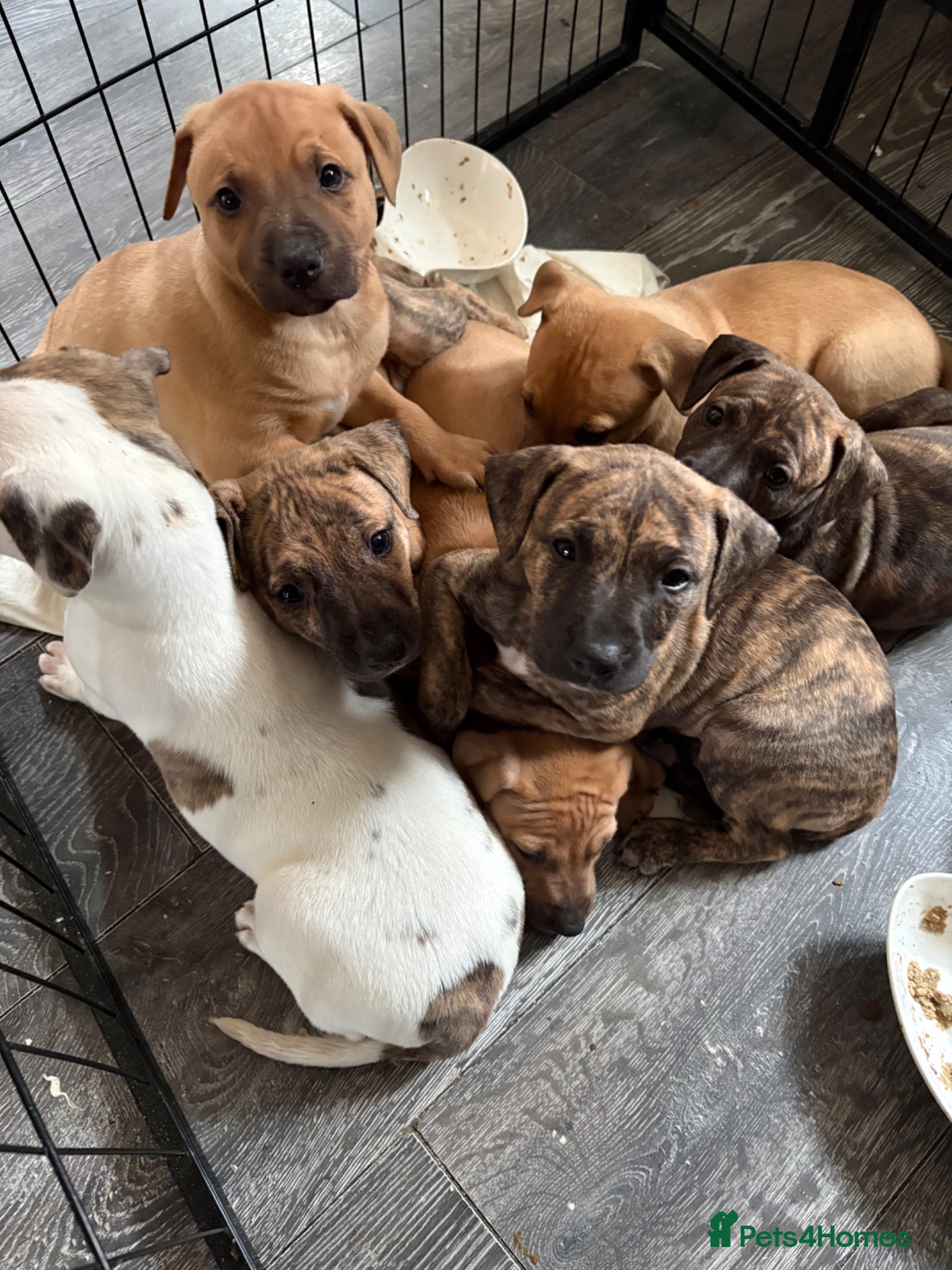 Mixed Breed dogs for sale: WHIPPET X BULL - Advert 7