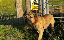 Boerboel dogs for sale: Exceptional Young Boerboel – Powerful Guardian - Advert 6