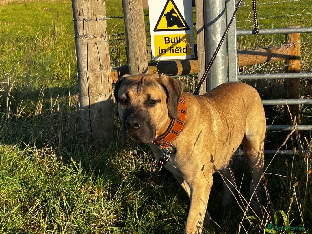 Boerboel dogs for sale: Exceptional Young Boerboel – Powerful Guardian - Advert 6
