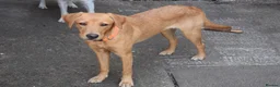 Labrador Retriever dogs for sale: Stunning 14 month old labby bitch - Advert 6