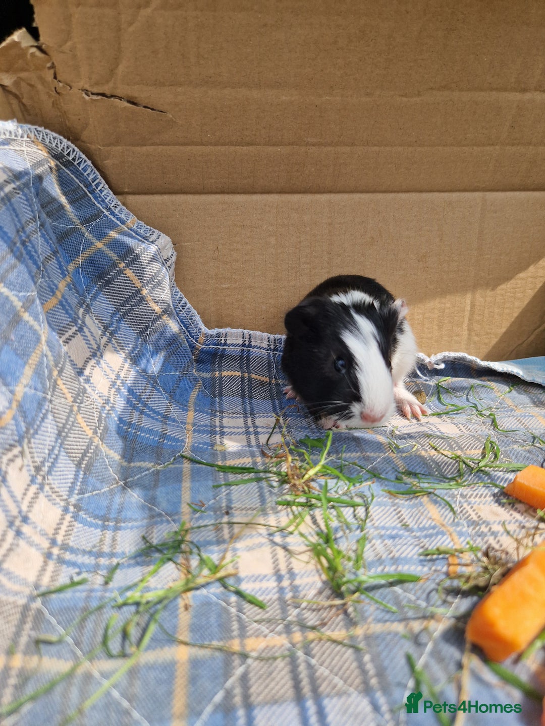 Guinea Pig rodents for sale: 2 beautiful babies arrive reserve Now  in Darwen - Image 13