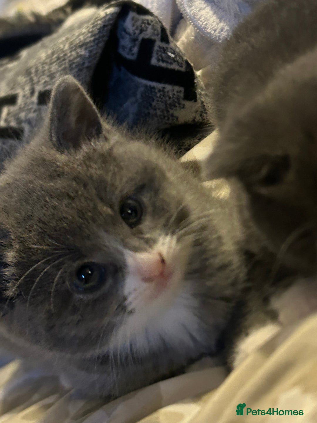 Russian Blue cats for sale: Beautiful Mixed Russian blue kittens  - Advert 2