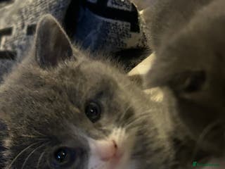 Russian Blue cats Beautiful Mixed Russian blue kittens - Advert 11