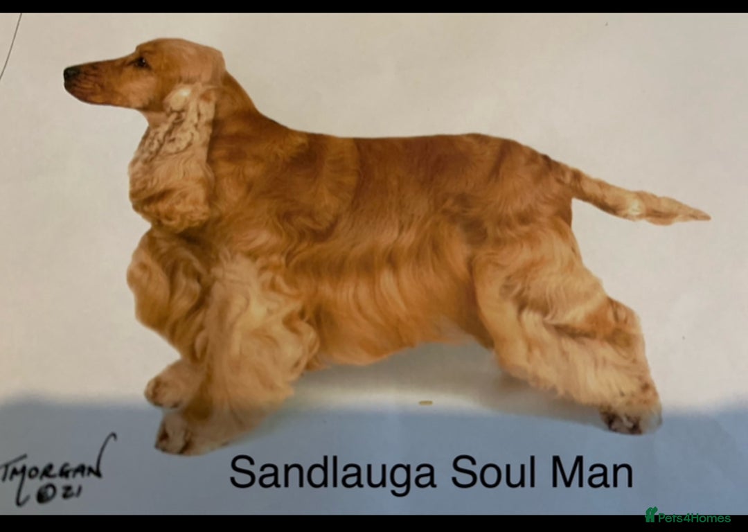 Cocker Spaniel dogs for sale: Kc Golden Show Cocker Spaniels (Champion lines) - Image 3