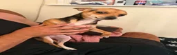 Jack Chi dogs for sale: Daisy - Advert 3
