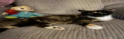 British Longhair cats for sale: Longhair kittens - Advert 1