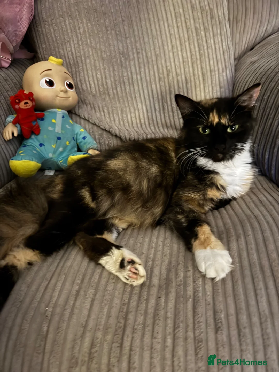 British Longhair cats for sale: Longhair kittens - Advert 1