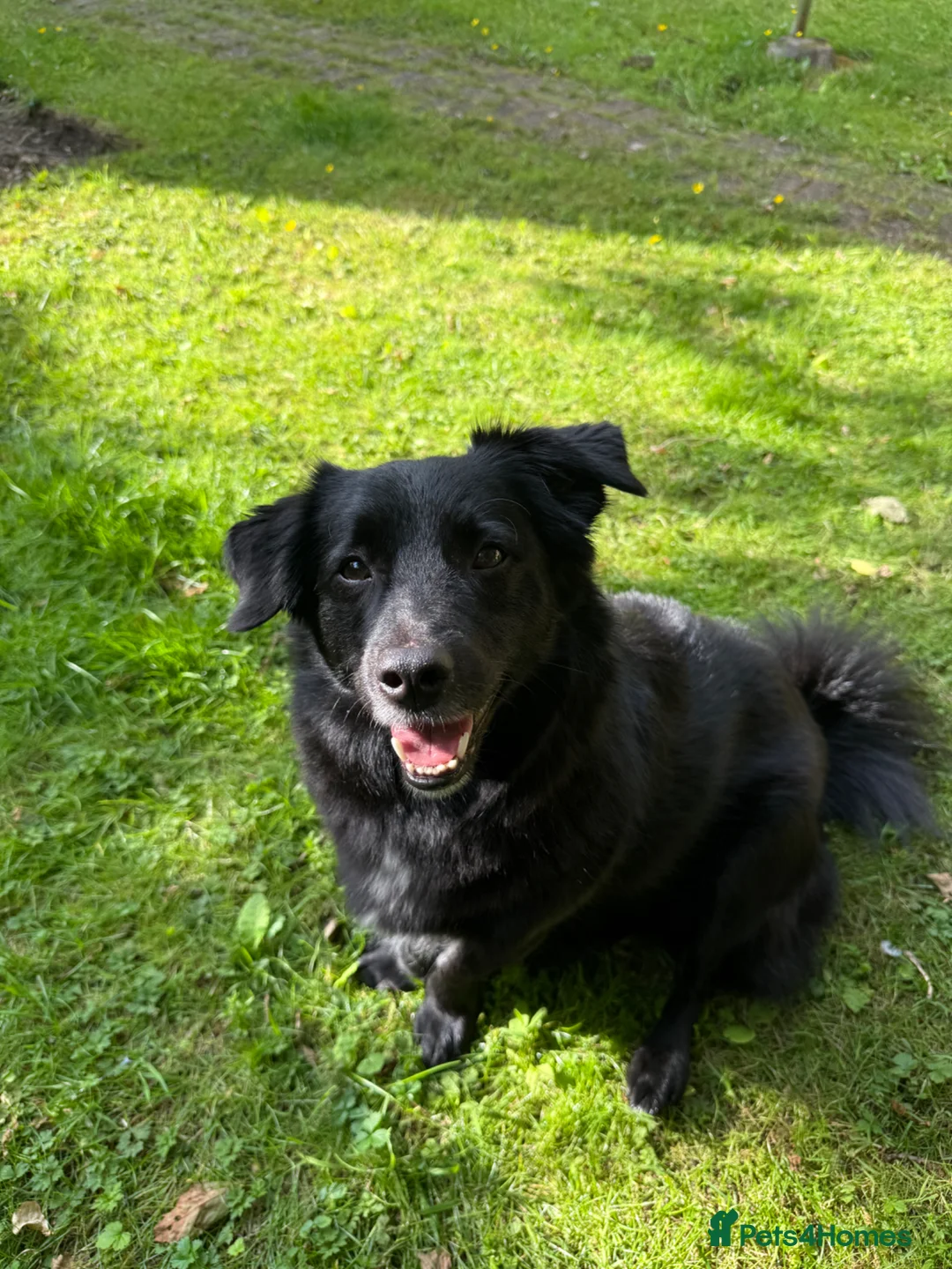 Mixed Breed dogs for sale: Beanie - Loveable Multi Breed Dog in Caerphilly - Advert 1