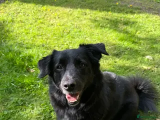 Mixed Breed dogs Beanie - Loveable Multi Breed Dog - Advert 1