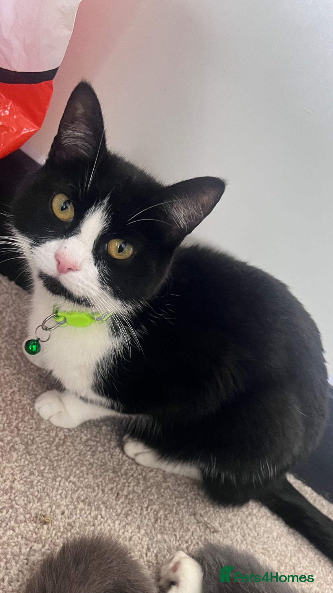 Mixed Breed cats 2 gorgeous kittens looking for their forever home - Advert 1