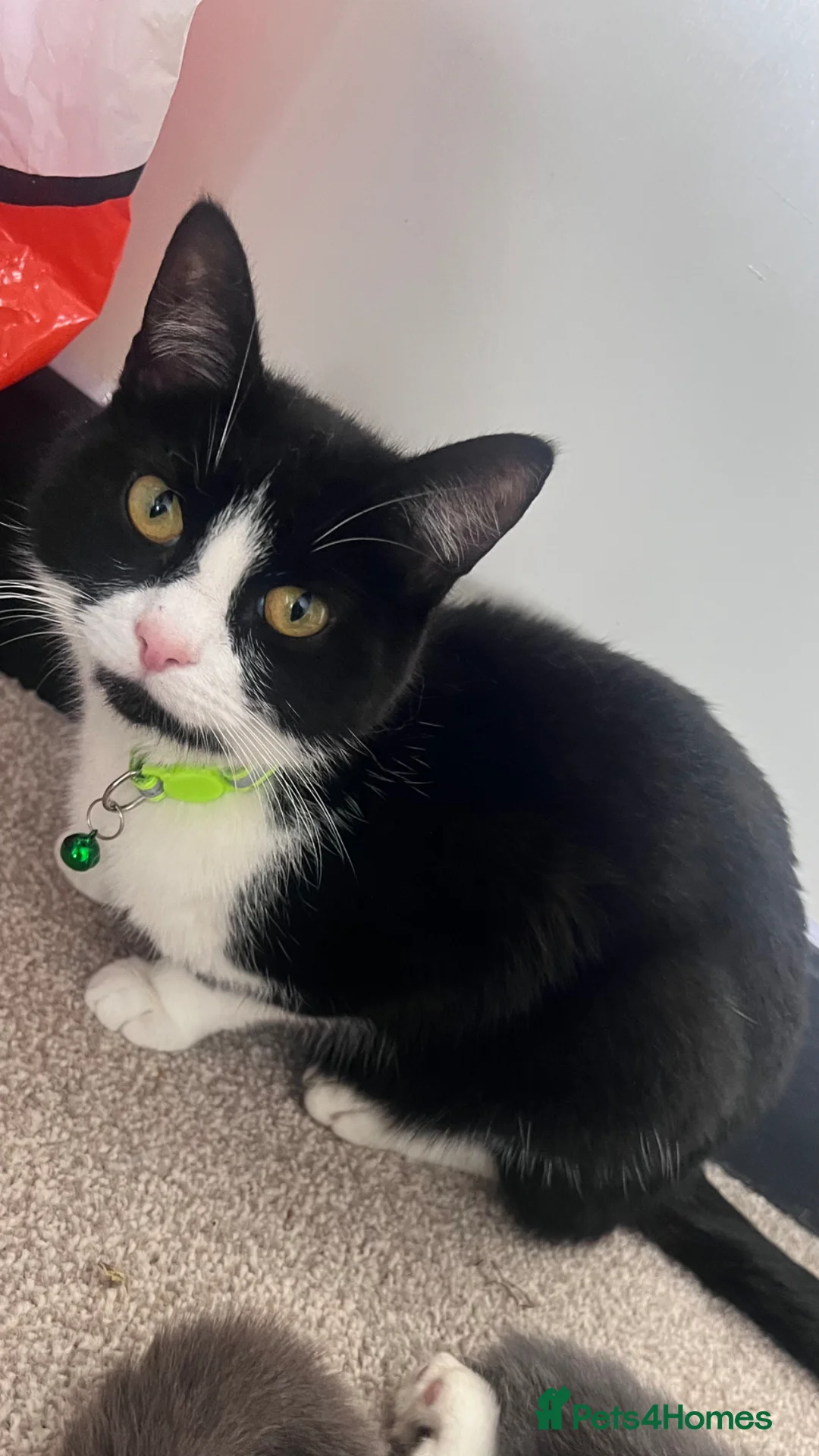 Mixed Breed cats for sale: 2 gorgeous kittens looking for their forever home - Advert 1