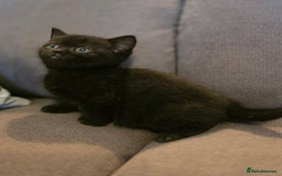 British Shorthair cats for sale: Gorgeous Black Female BSH Cross kitten - Image 5