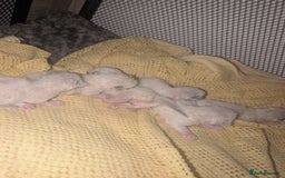 Ragdoll cats for sale: Absolutely gorgeous ragdoll kittens - Image 1