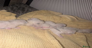 Ragdoll cats - Advert 13