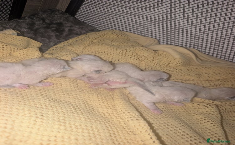 Ragdoll cats - Advert 1