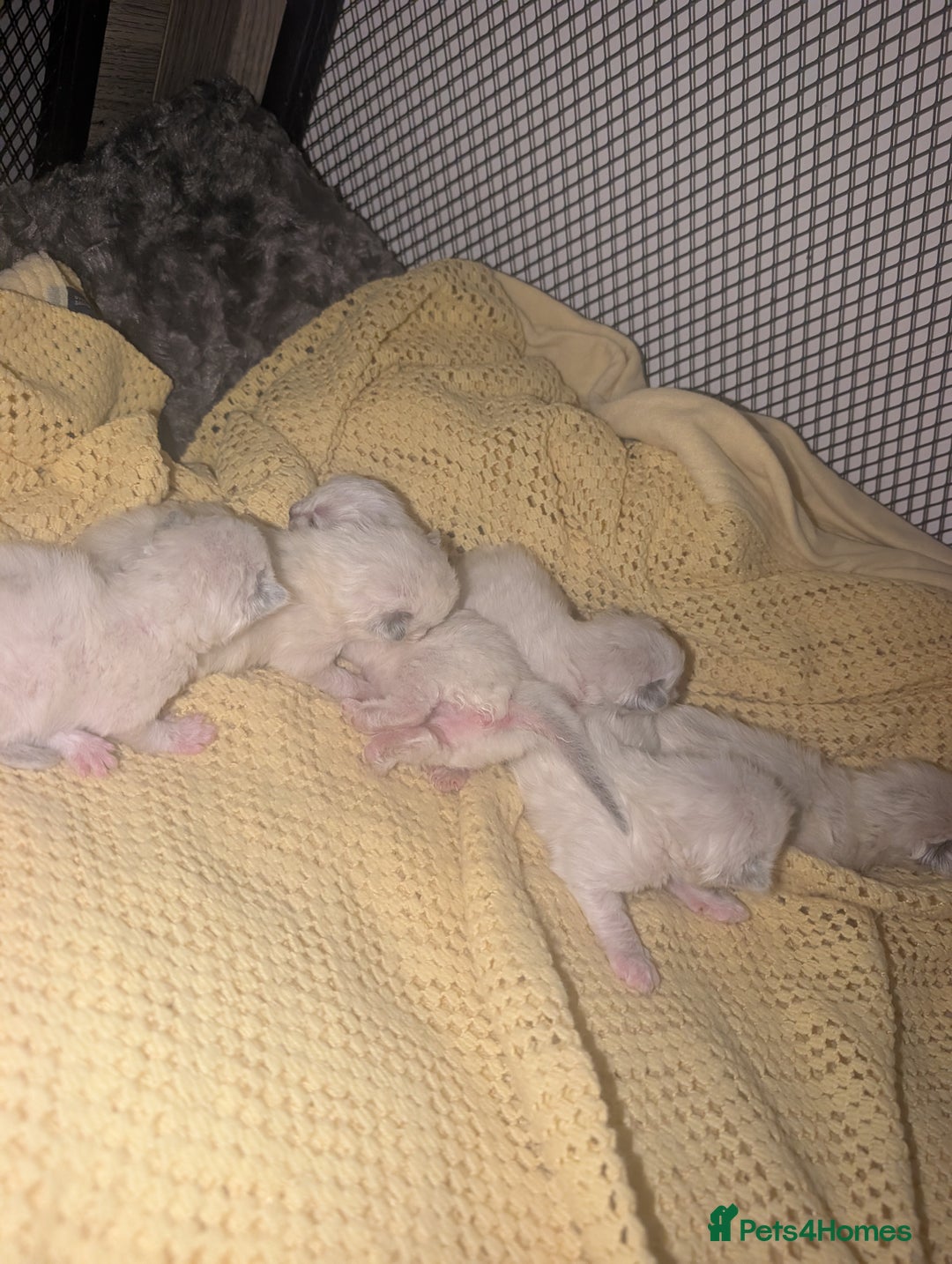 Ragdoll cats for sale: Absolutely gorgeous ragdoll kittens - Image 1