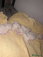 Ragdoll cats - Advert 13