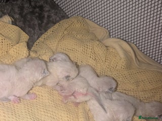 Ragdoll cats - Advert 1