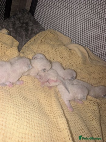 Ragdoll cats - Advert 4