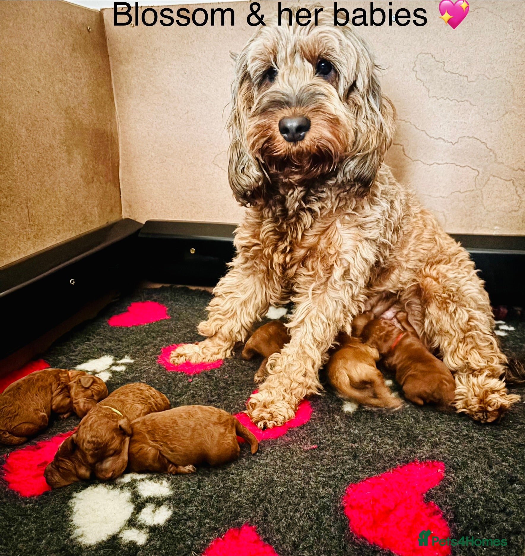Cockapoo dogs 6 beautiful F1B cockapoo’s for sale  - Advert 3