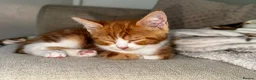 Mixed Breed cats for sale: Red and white bobtail male - Advert 3
