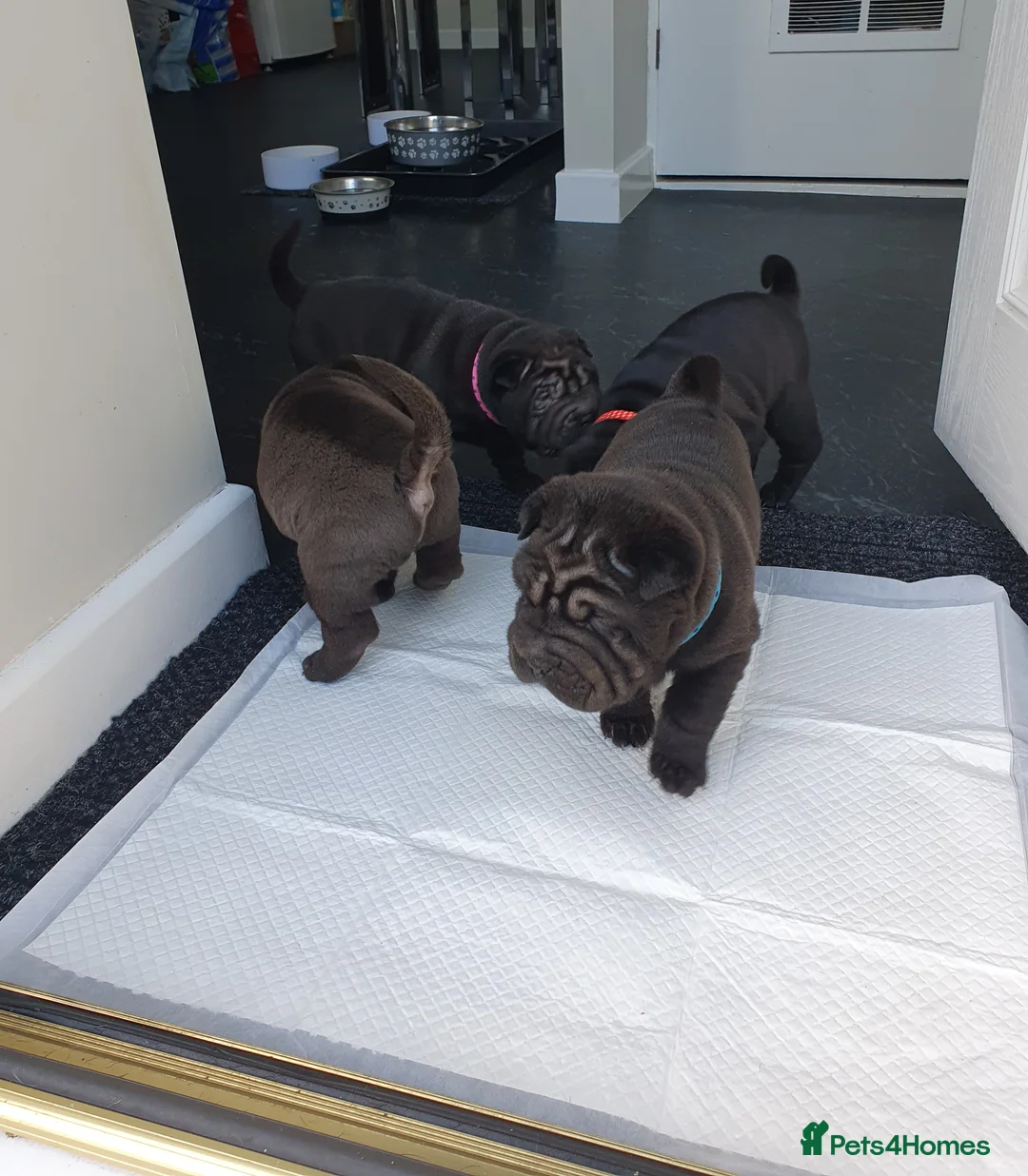 Shar Pei dogs for sale: Stunning KC Registered Shar Pei puppies - Advert 20