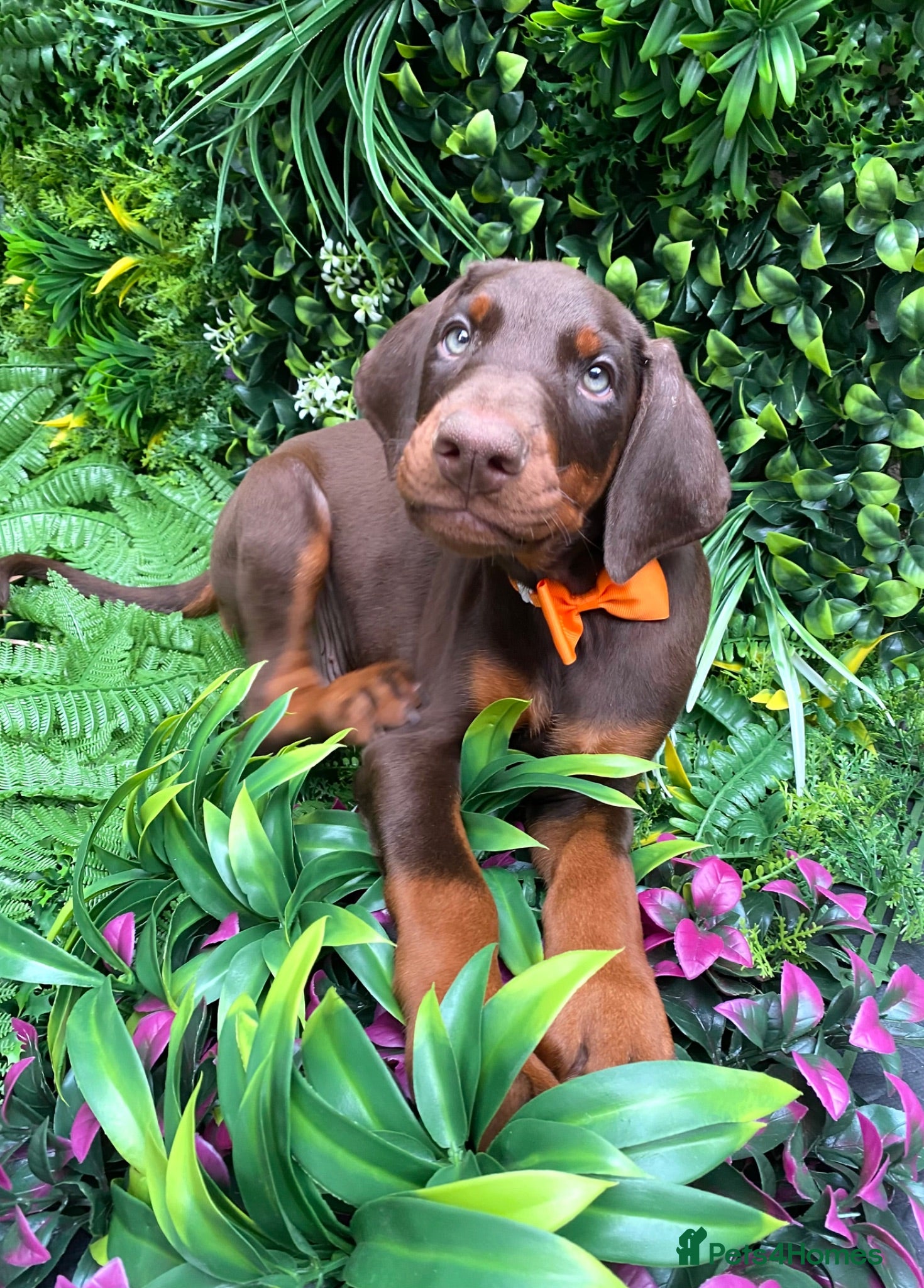 Dobermann dogs *KC REGISTERED* HEALTH TESTED DOBERMAN PUPPIES - Advert 1