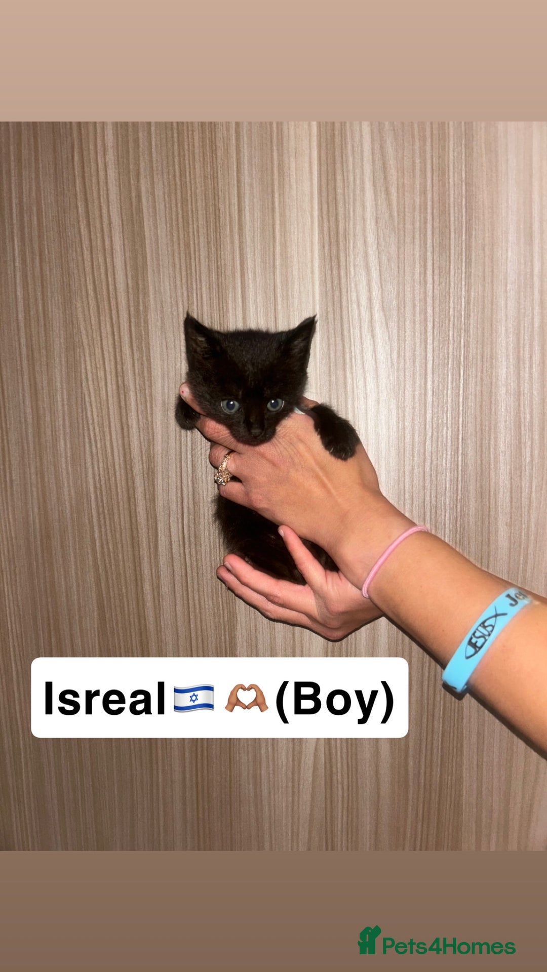 Mixed Breed cats for sale: Beautiful loving kittens looking for new 🏡 - Image 3