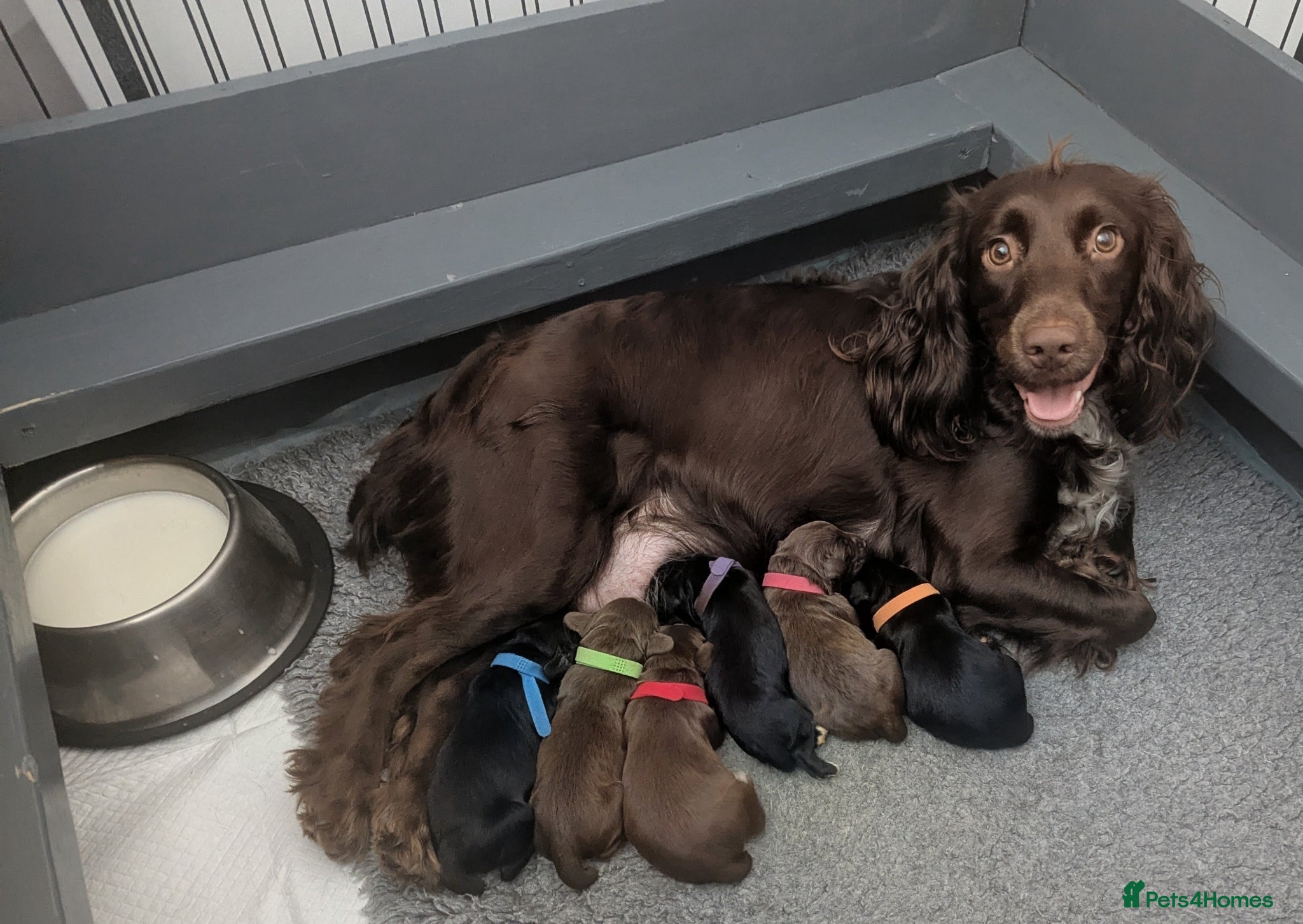 Sprocker dogs for sale: Beautiful Sprocker Puppies  - Advert 3