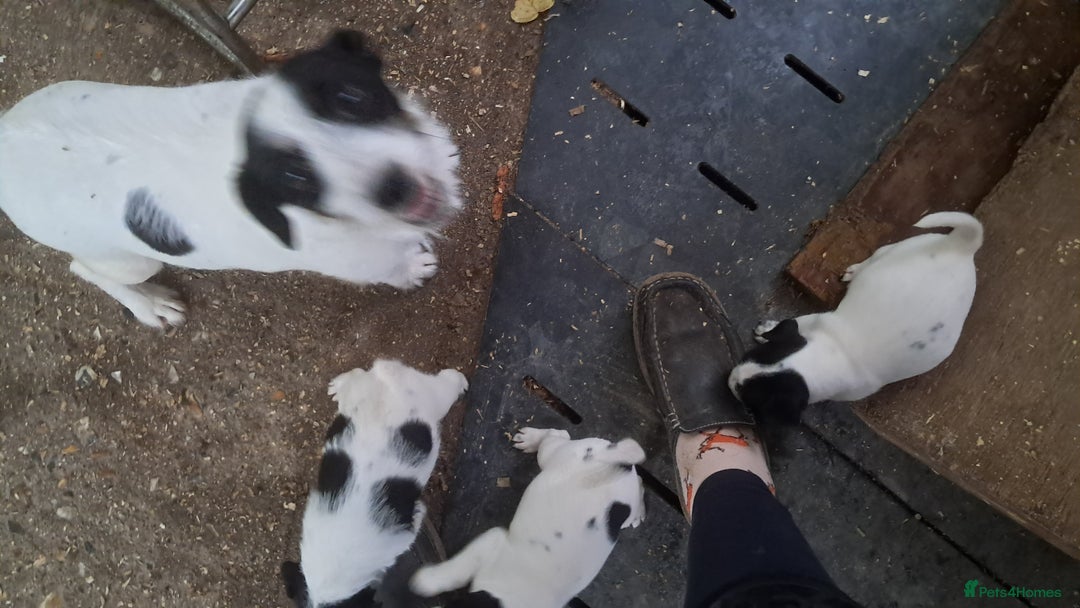 Jack Russell dogs for sale: KC Jack Russell pups, DNA Clear- LOA, SCA, PLL - Image 13