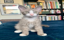 LaPerm cats for sale: Cuddly Curly LaPerm Kittens - Image 4