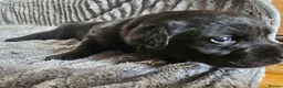 Labrador Retriever dogs for sale: Labrador Puppies - Advert 4