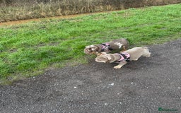 English Bulldog dogs for sale: Elsie  - Image 5