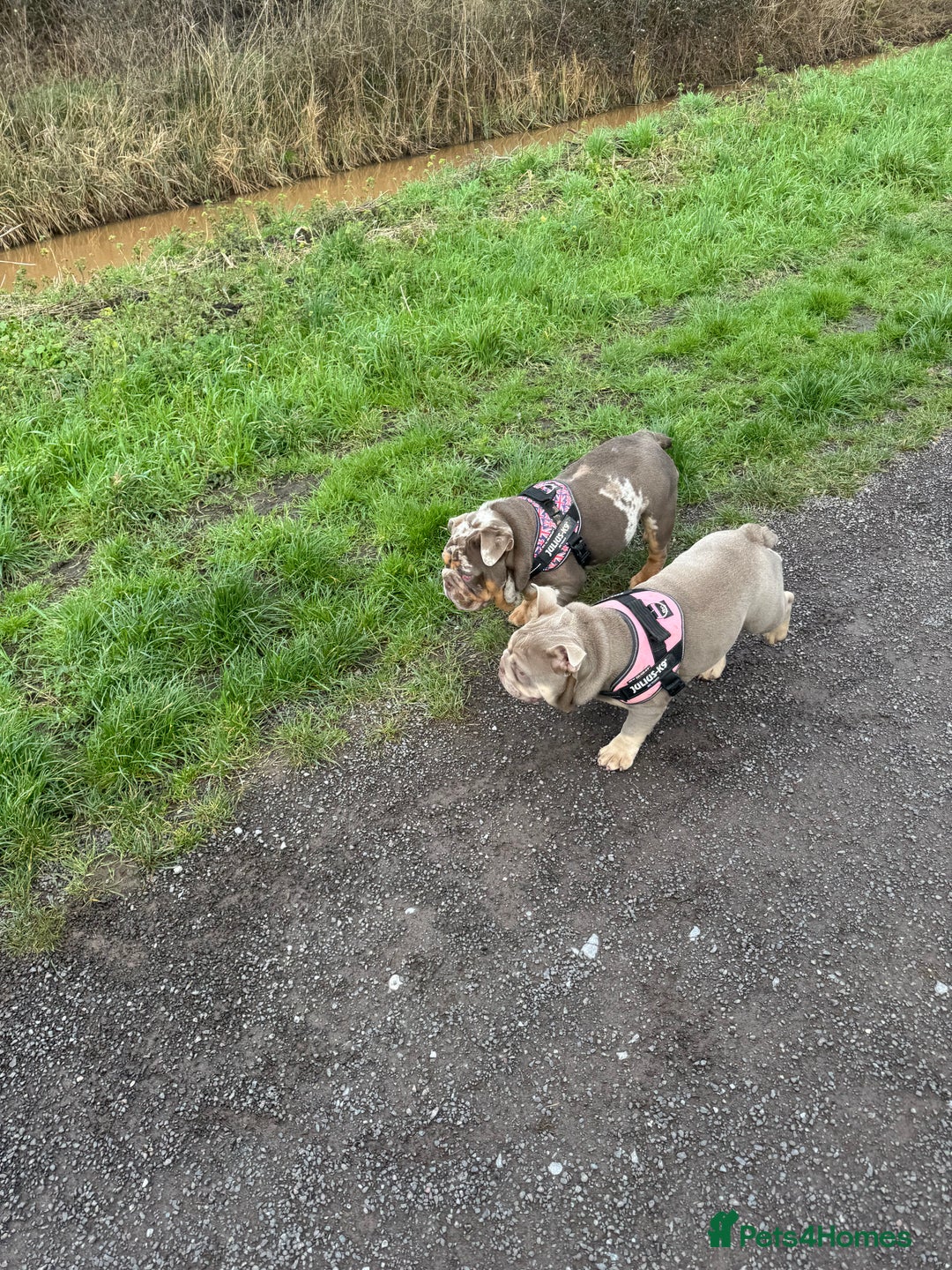 English Bulldog dogs for sale: Elsie  - Image 5