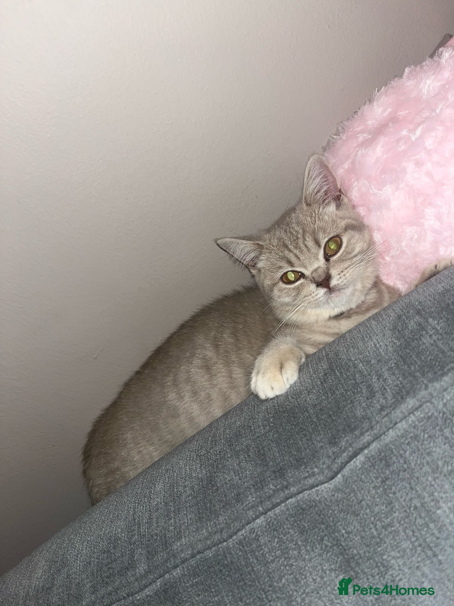 British Shorthair cats British short hair kitten  - Advert 5