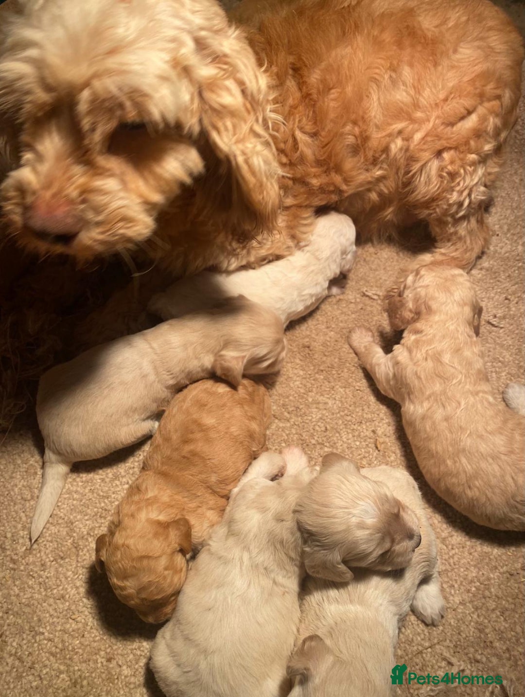 Cockapoo dogs for sale: F1B COCKAPOO PUPPIES FOR SALE - Advert 11