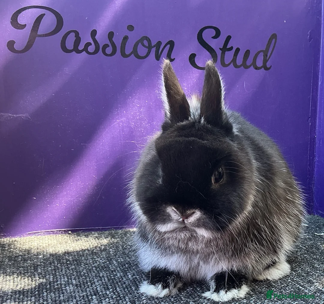 Netherland Dwarf rabbits for sale: Pure bred netherland dwarf in Cambridge - Advert 2