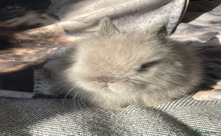 Lionhead rabbits - Advert 1