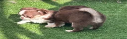 Chihuahua dogs for sale: Amazing tiny long coat girl puppy  - Advert 13