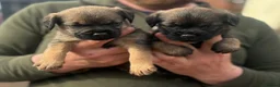 Border Terrier dogs for sale: Quality Border Terrier Puppies - Advert 5