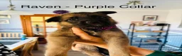 German Shepherd dogs for sale: 10 beautiful pure pedigree KC reg pup!  in Barnstaple - Advert 10