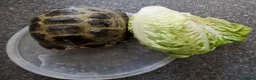 Tortoise reptiles for sale: Horsfield Tortoise for sale  in Doncaster - Advert 5