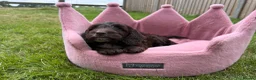 Cockapoo dogs for sale: Stunning F1 Cockapoos looking for 5⭐️ homes!  - Advert 7