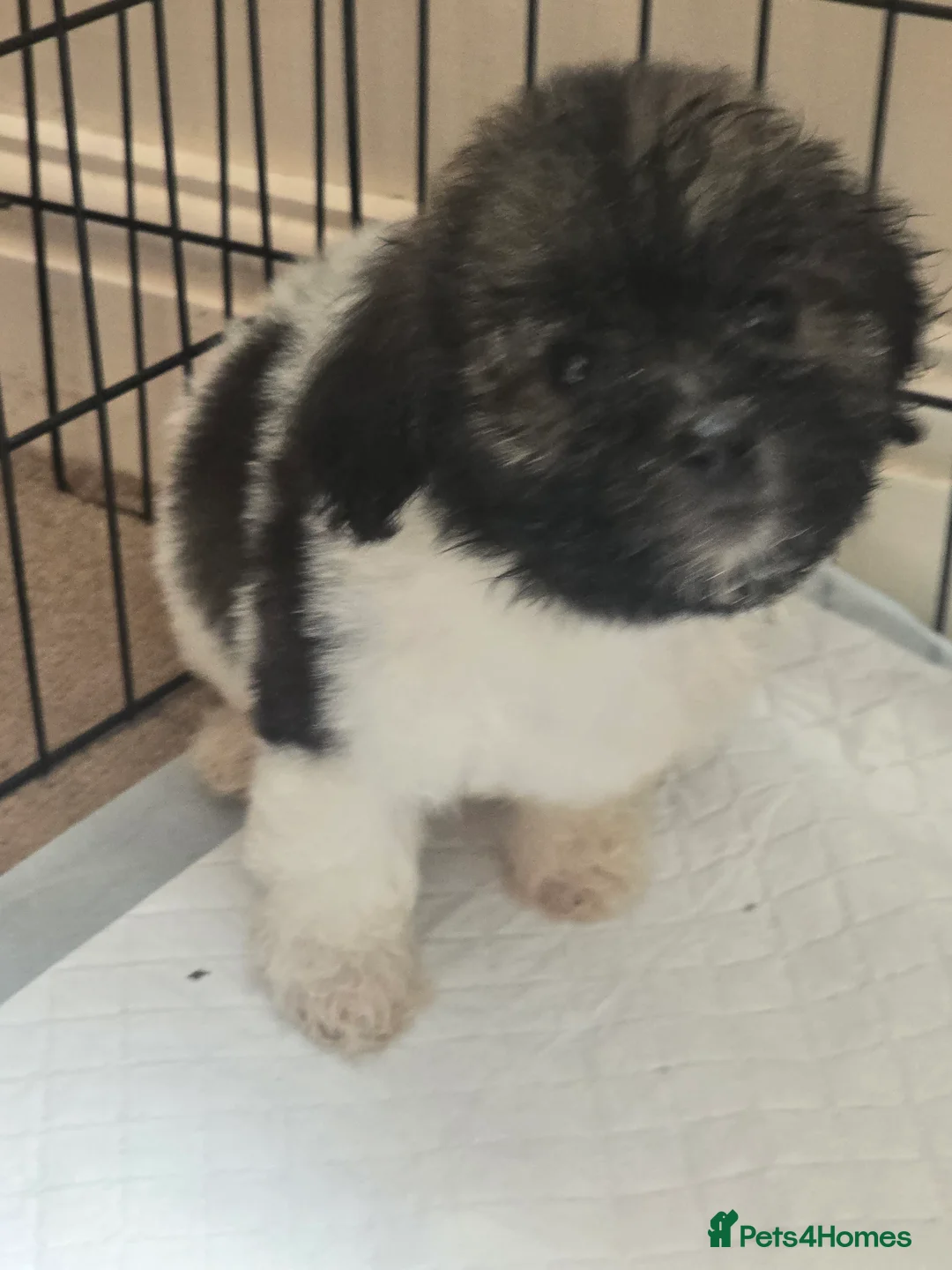 Mixed Breed dogs for sale: Bichon puppies  - Advert 6