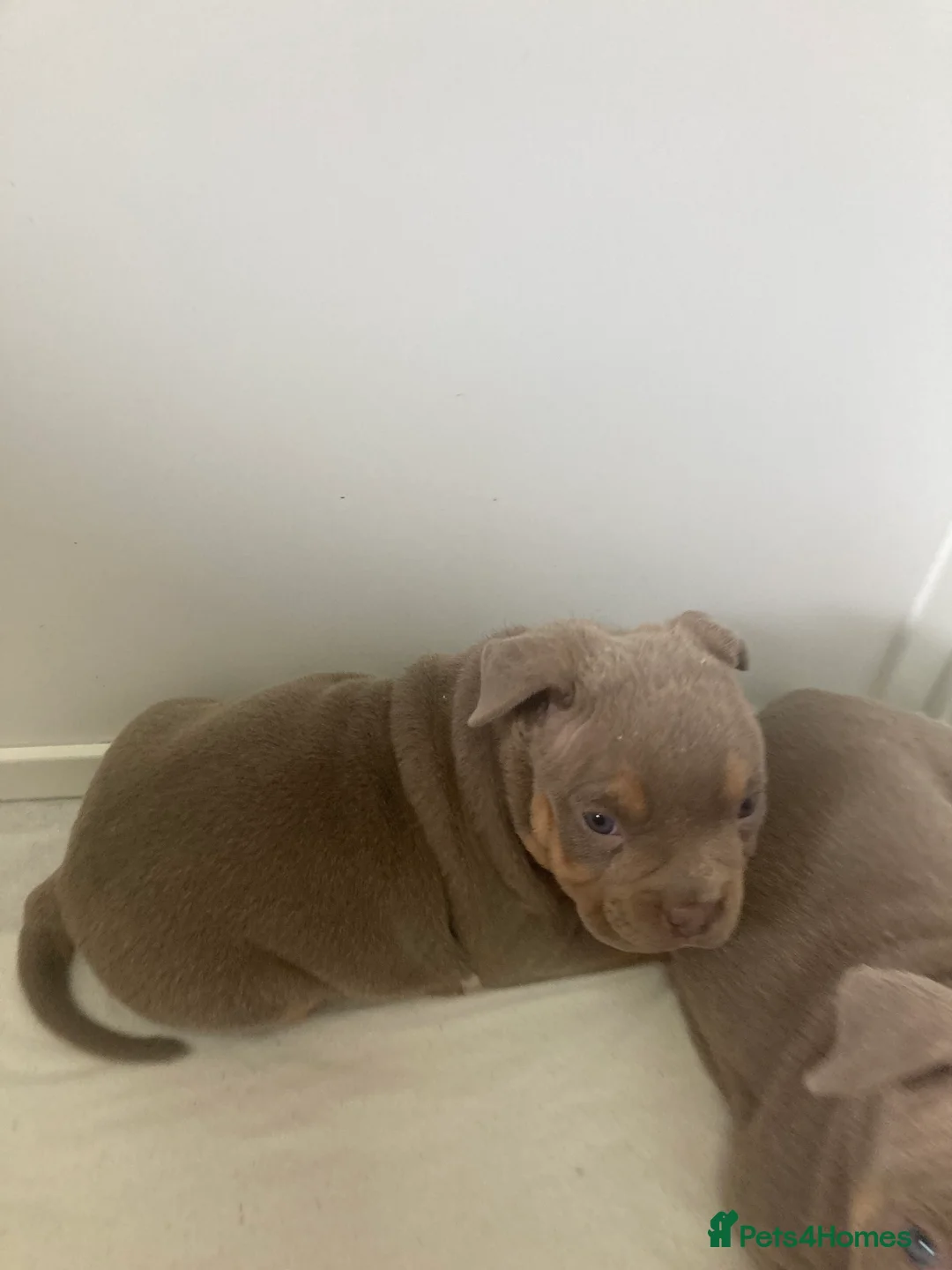 American Bully dogs for sale: Pocket bully - Advert 2