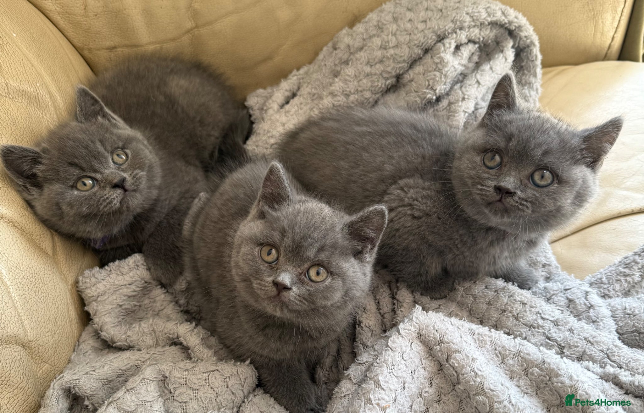 British Shorthair cats British shorthair kittens - Advert 13